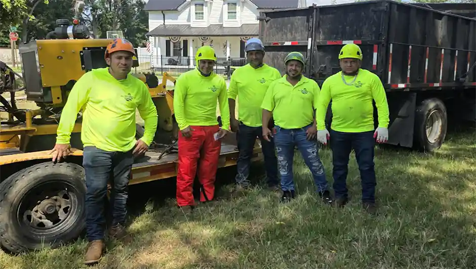 Tree Services and Affordable Tree removal Team